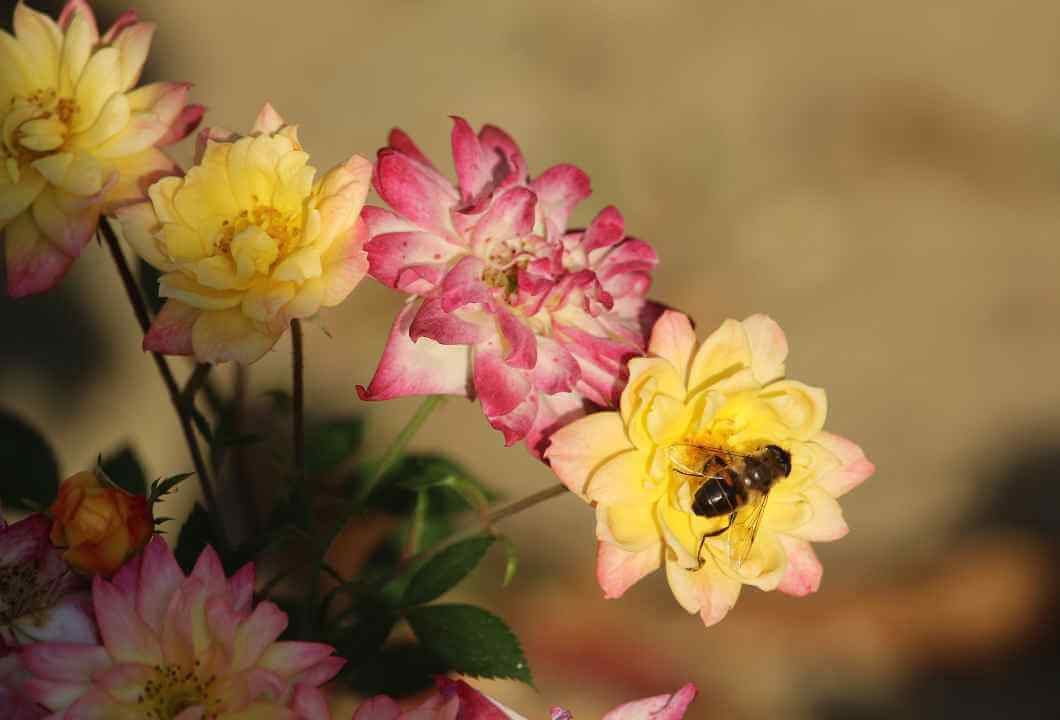 plantas + insetos benéficos