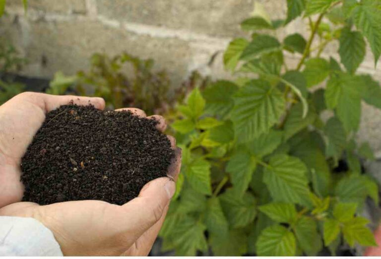 biofertilizante natural
