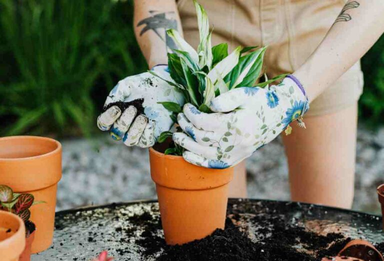Jardinagem regenerativa em vasos
