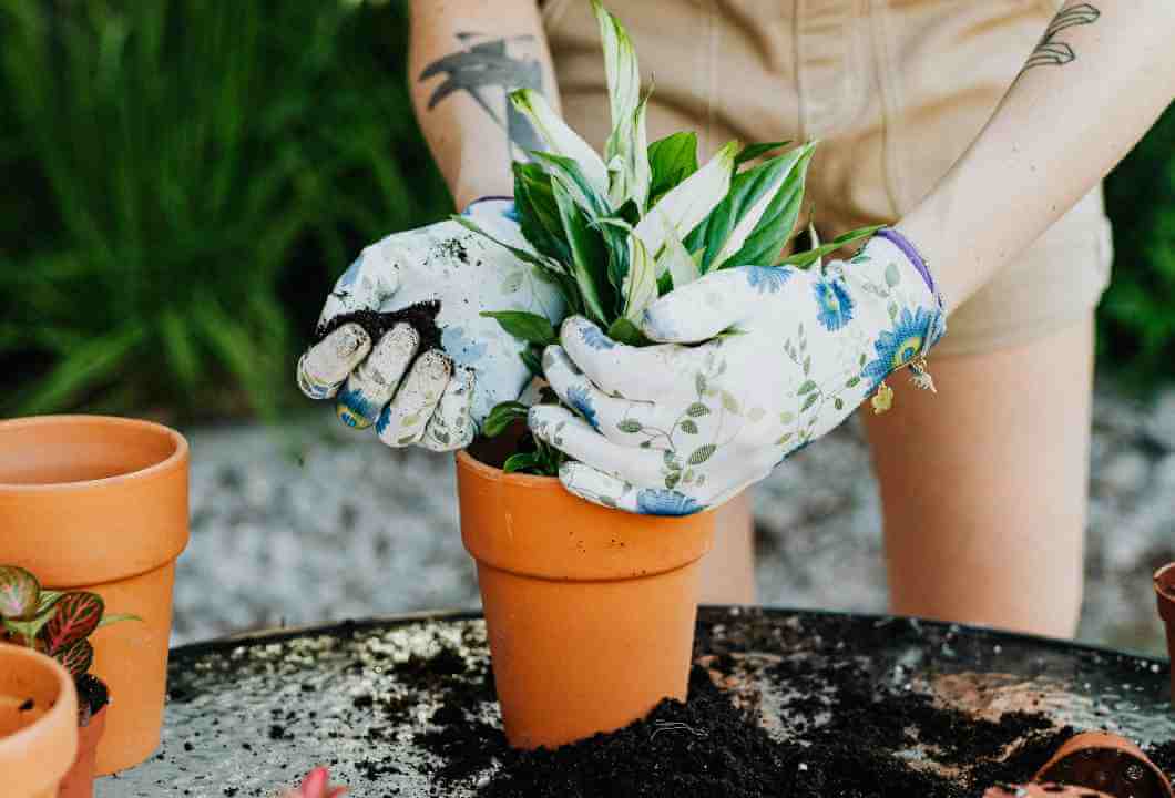 Jardinagem regenerativa em vasos