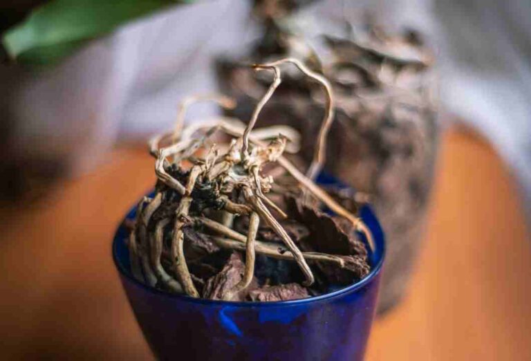 O solo que parece vivo, mas está morto: como identificar fadiga biológica em vasos de varanda